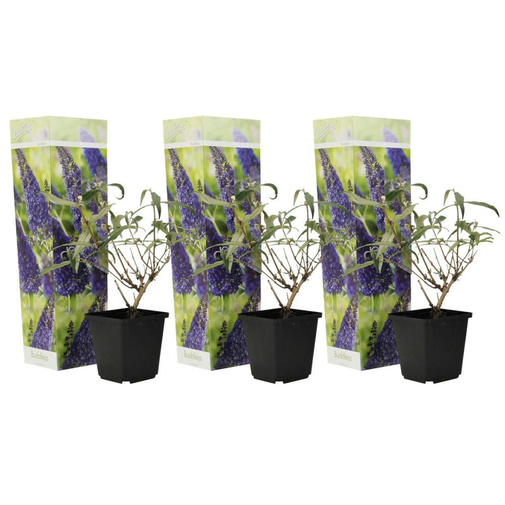 Arbre à papillons - set de 3 - buddleja davidii 'nanho blue' - h25-40cm - ⌀9cm