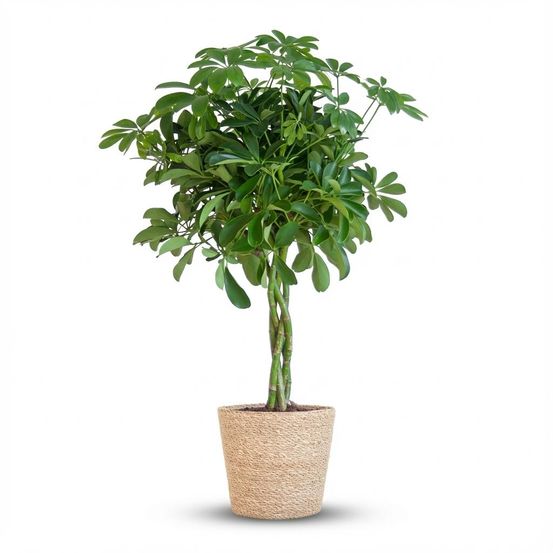 Schefflera arab nora - pot de 21cm - hauteur 70cm - plantes d'intérieur