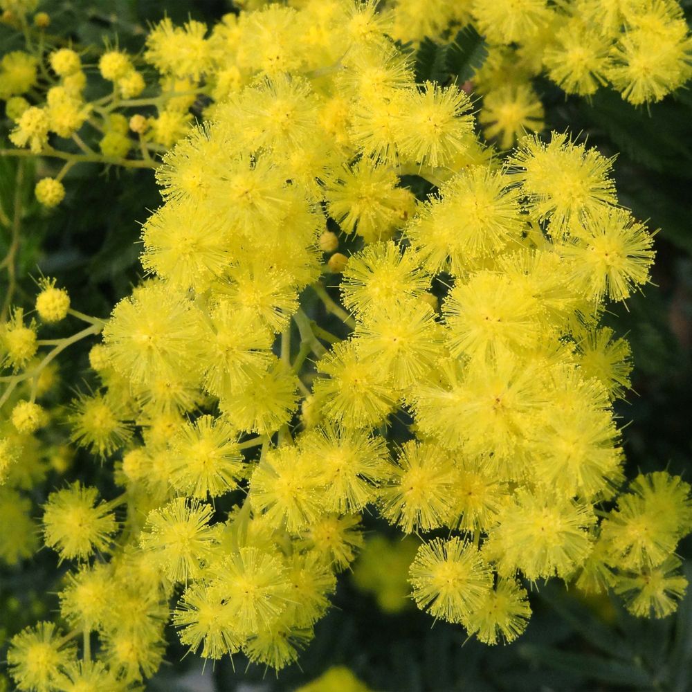 Mimosa d'hiver pot de 2l/3l