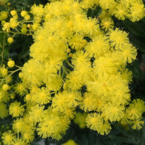 Mimosa d'hiver pot de 2l/3l