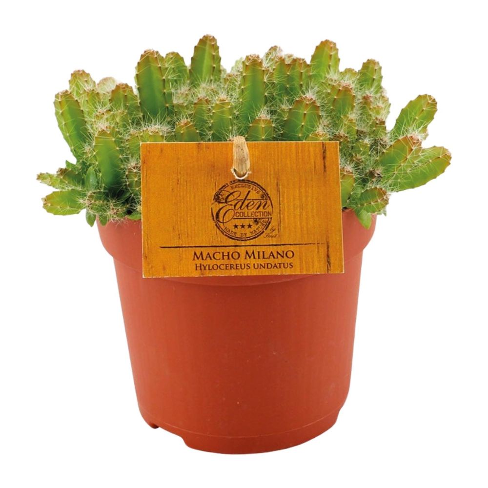 Hylocereus undatus - ø11cm - ↕15cm - plantes d'intérieur