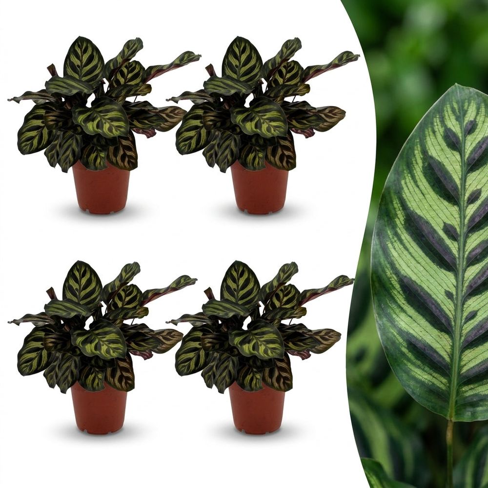 Calathea makoyana - plante paon - pot de 12cm - hauteur 25cm