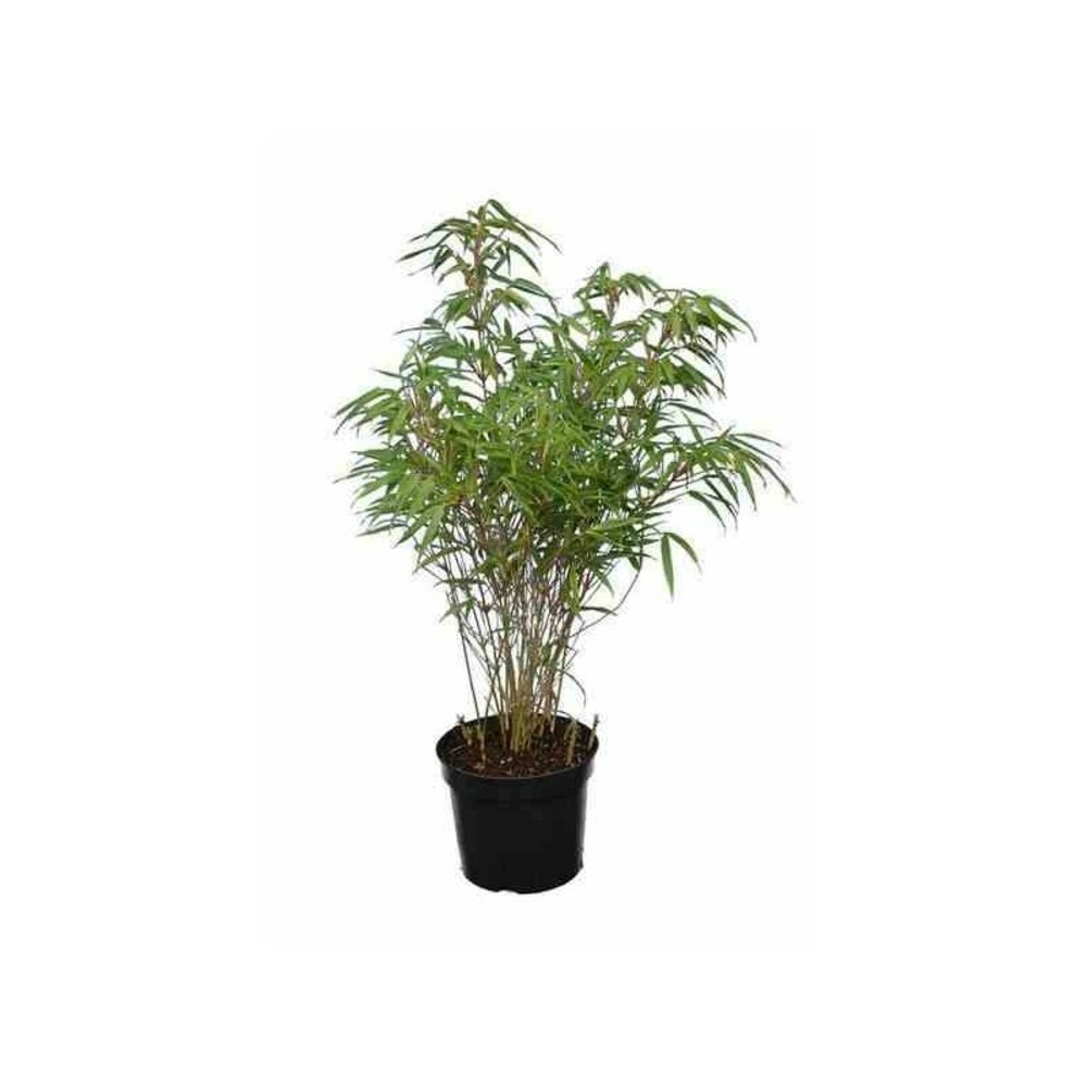 Fargesia rufa (bambou non traçant) pot 5 litres - 40/60cm - 6/9 cannes
