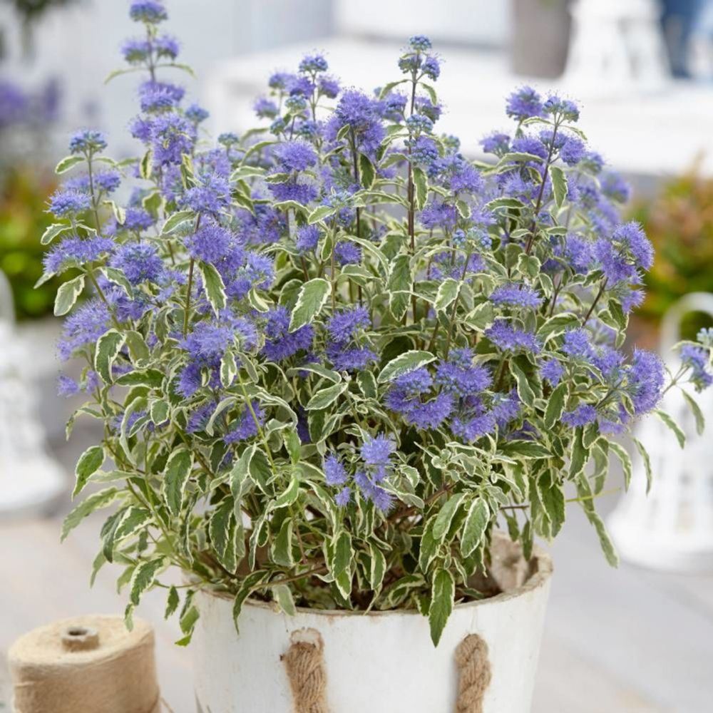 Caryopteris white surprise, spirée bleue, barbe bleue pot de 3l - 20/40 cm