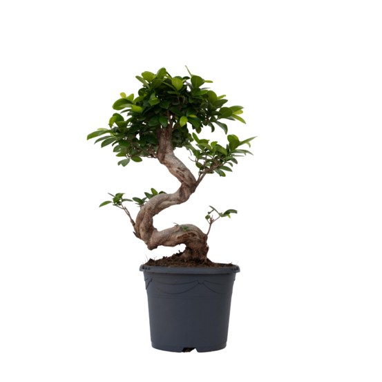Bonsaï - ficus microcarpa 'ginseng' - hauteur 55-65cm - ⌀20cm