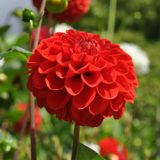 Dahlia pompon 'salsa' bulbe calibre i
