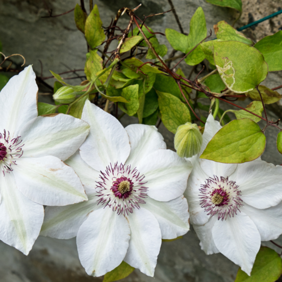 Clematite - clematis miss bateman 70cm