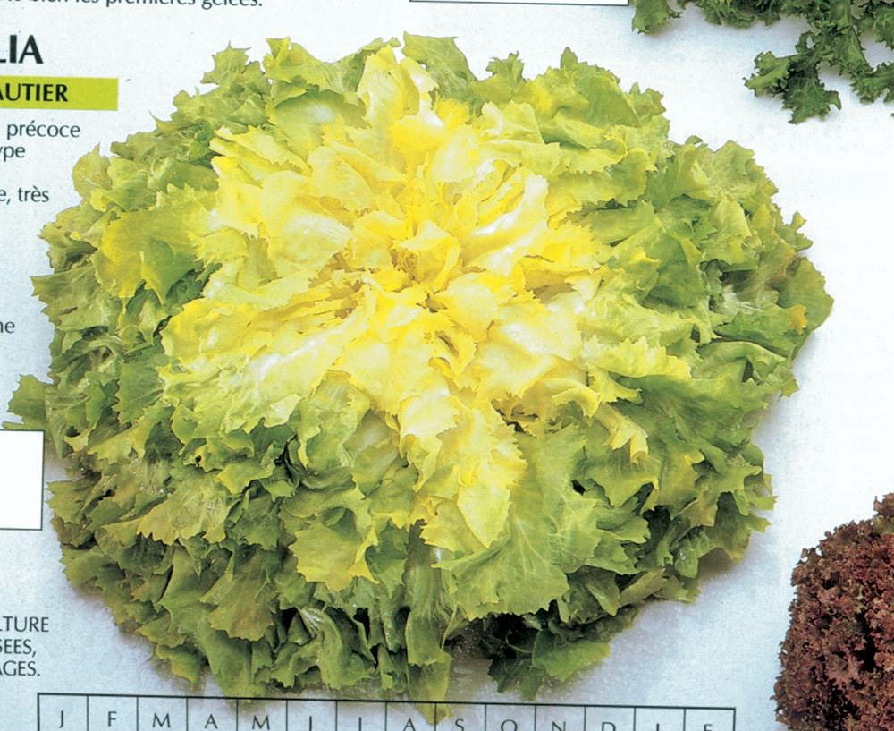 Chicoree scarole geante maraichere - 2 g