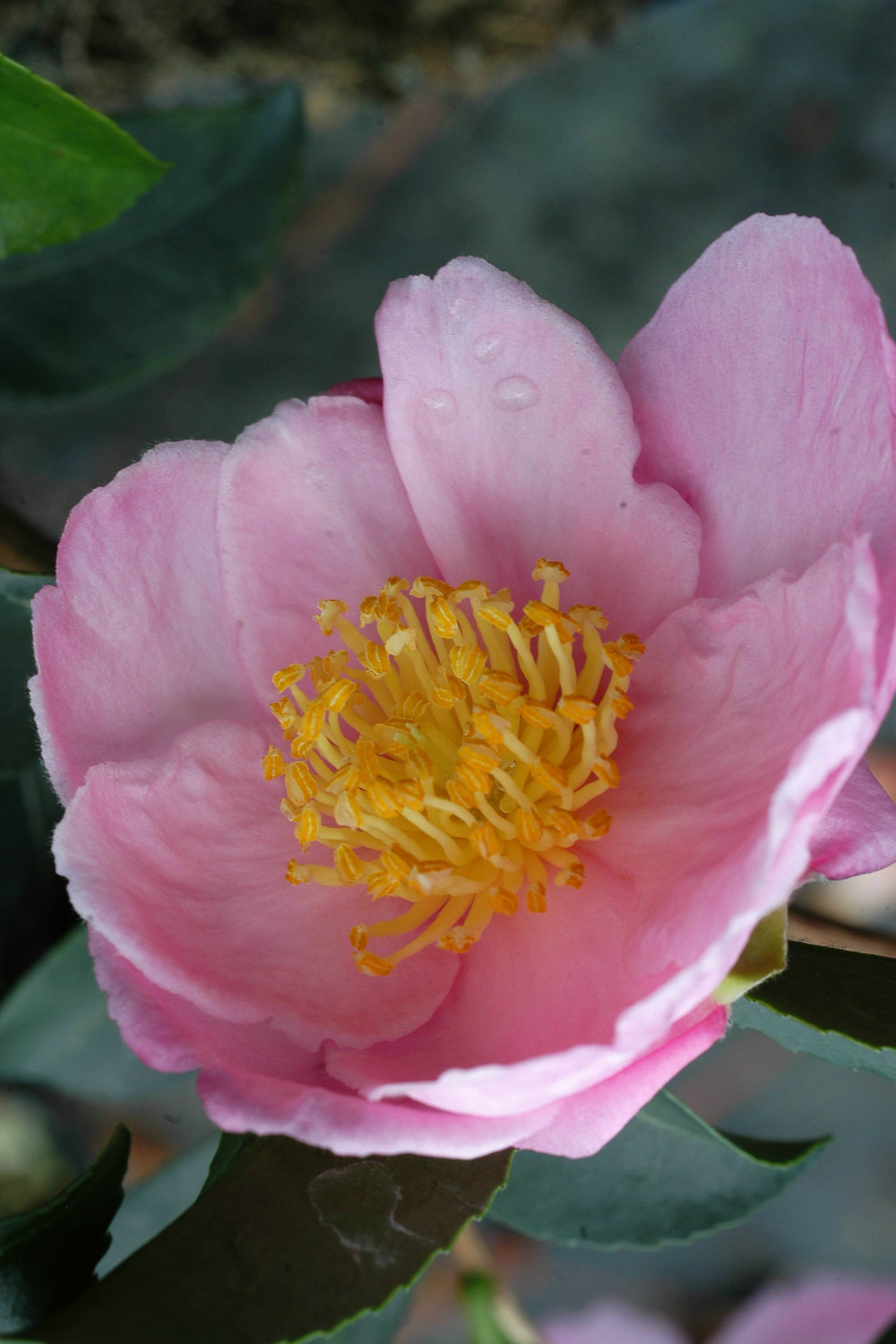 Camélia 'plantation pink' - en pot de 1 litre