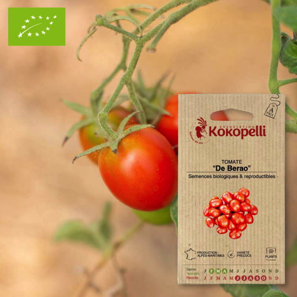 Tomate de berao- graines bio à semer