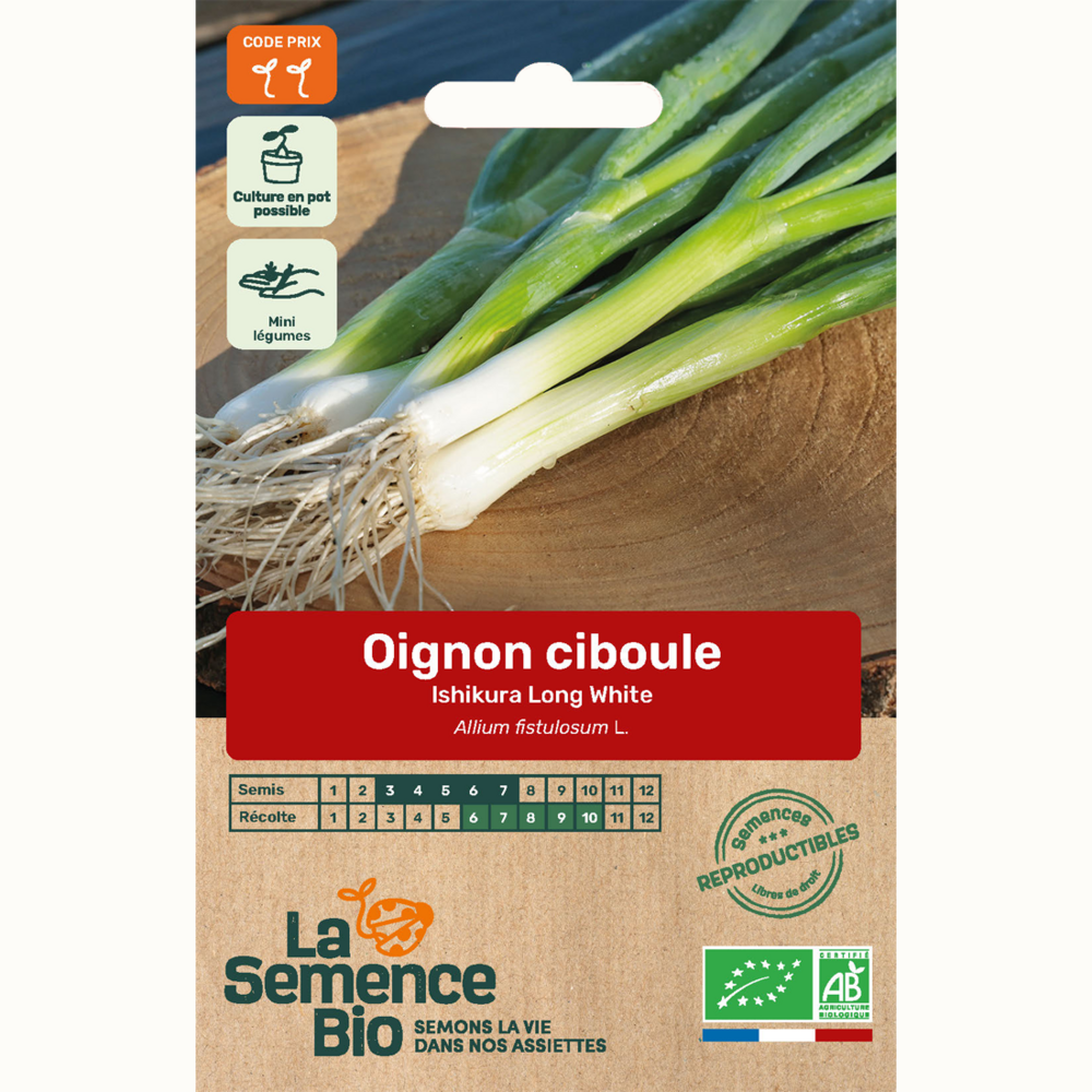 Oignon ciboule ishikura long white - graines bio