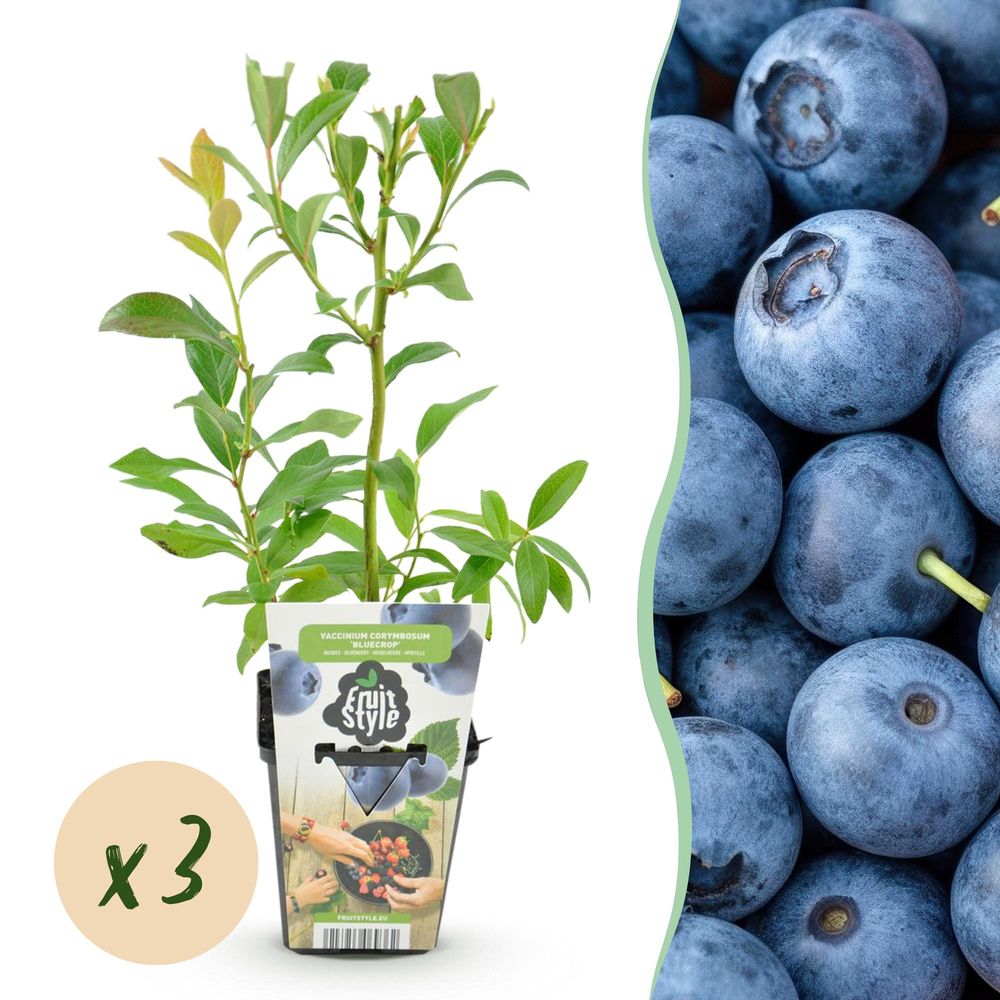 Myrtillier 'bluegold' - lot de 3 - pot 9 cm - hauteur 35 cm