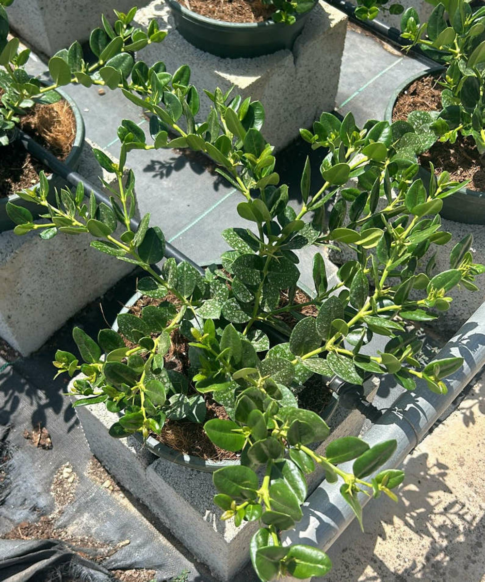 Carissa macrocarpa (prunier du natal) pot de 9 litres - 80/100 cm