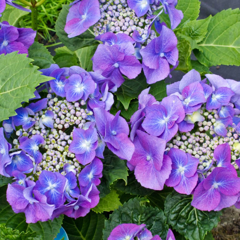 Hortensia teller bleu - hydrangea macrophylla teller bleu 30/35 cm pot 3l