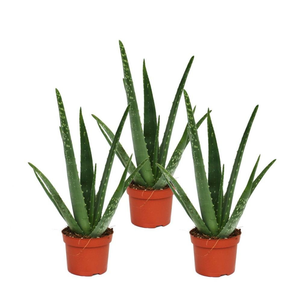 Lot de 3 - aloe vera - env. 2 ans - 10,5cm pot