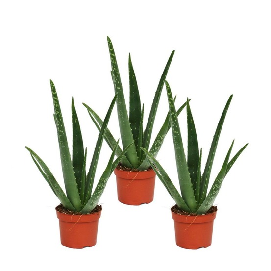 Lot de 3 - aloe vera - env. 2 ans - 10,5cm pot