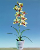 Grande orchidée artificielle en pot h 68 cm jaune-rouge - couleur: jaune-rouge