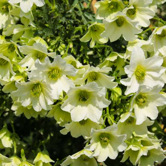 Clematite - clematis early sensation 70cm