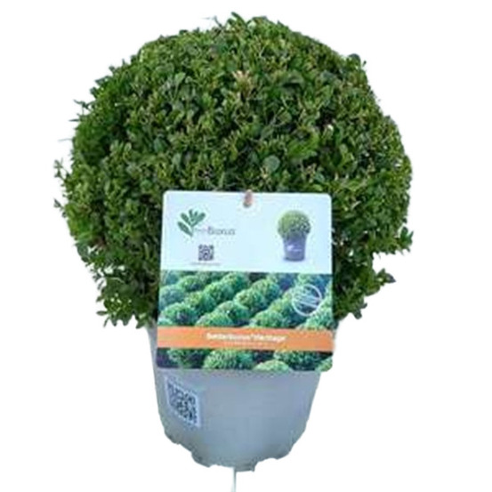 Betterbuxus 'heritage' boule – 30+ cm