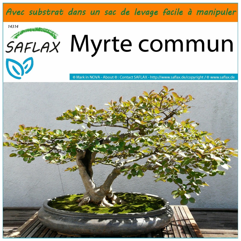 Garden in the bag - myrte commun - 30 graines - myrtus communis