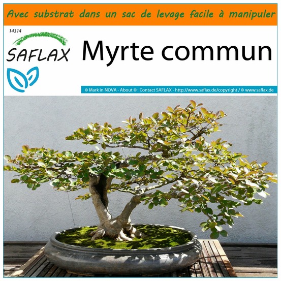 Garden in the bag - myrte commun - 30 graines - myrtus communis
