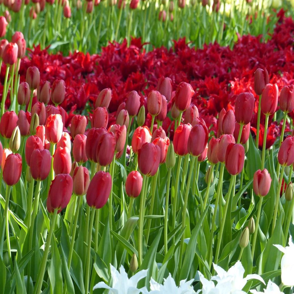 Tulipe 'sky high scarlet' bulbe calibre 11+ (par 10)