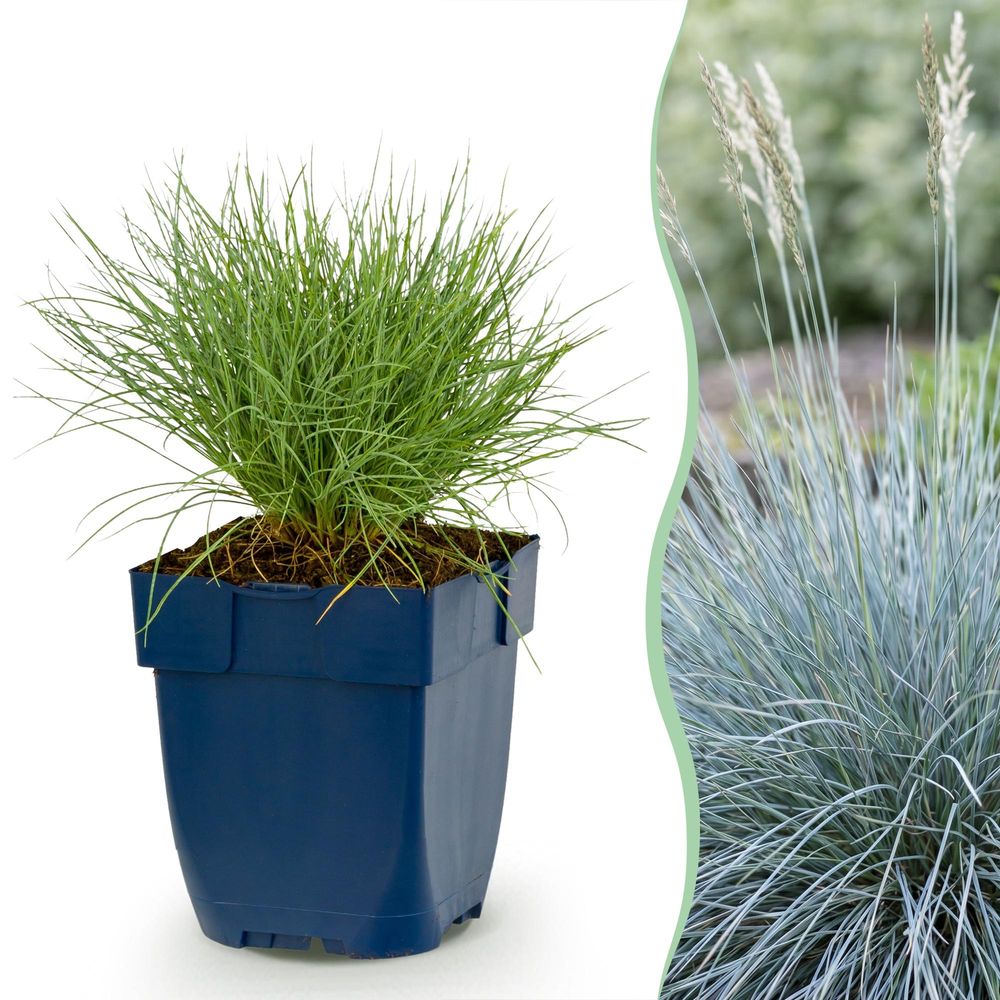 Fétuque bleue - lot de 24 - pot 11 cm - hauteur 25 cm