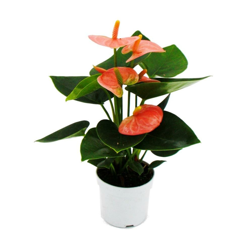 Petite fleur flamant rose - anthurium andreanum - bébé anthurium - mini plante - pot 7cm - fleurs rose saumon - spirit