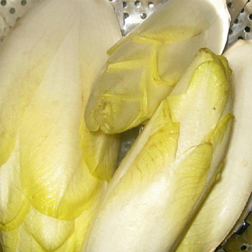 Endive 'witloof normale maraîchère' le sachet de 3000 graines environ (5g)
