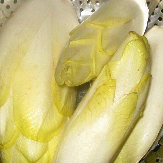 Endive 'witloof normale maraîchère' le sachet de 3000 graines environ (5g)