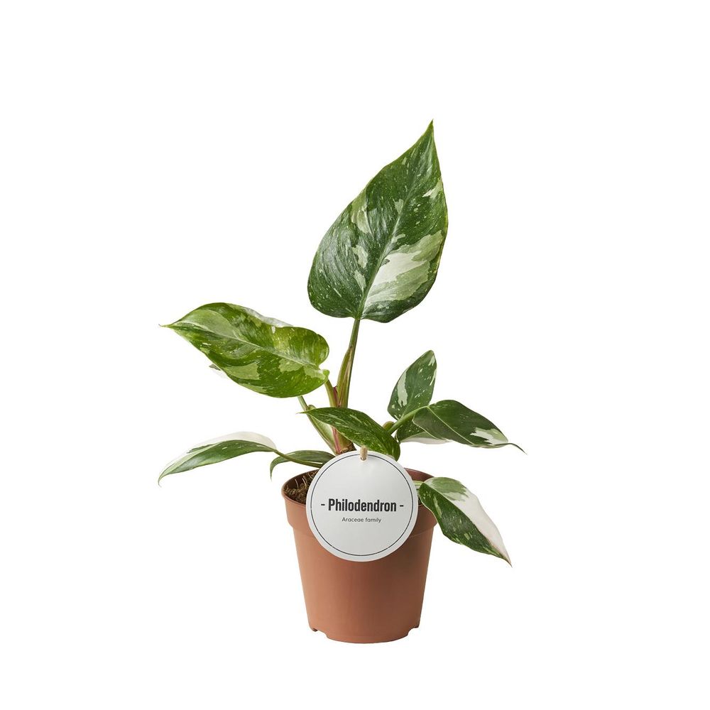 Philodendron white princess - ø12cm - ↕30cm - plantes d'intérieur