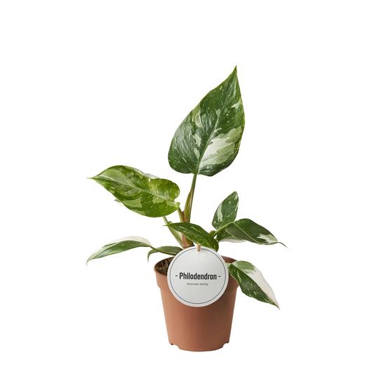 Philodendron white princess - ø12cm - ↕30cm - plantes d'intérieur
