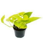 Efeutute jaune-vert - epipremnum golden pothos - scindapsus - pot 12cm - plante d'intérieur