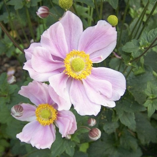 Anémone du japon 'septemberglanz' godet de 8/9 cm