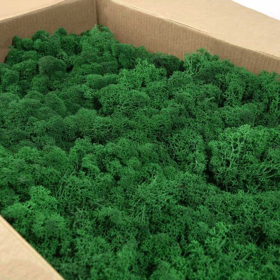 Lic/4078 lichen stabilisée vert d'herbe box 4 kg