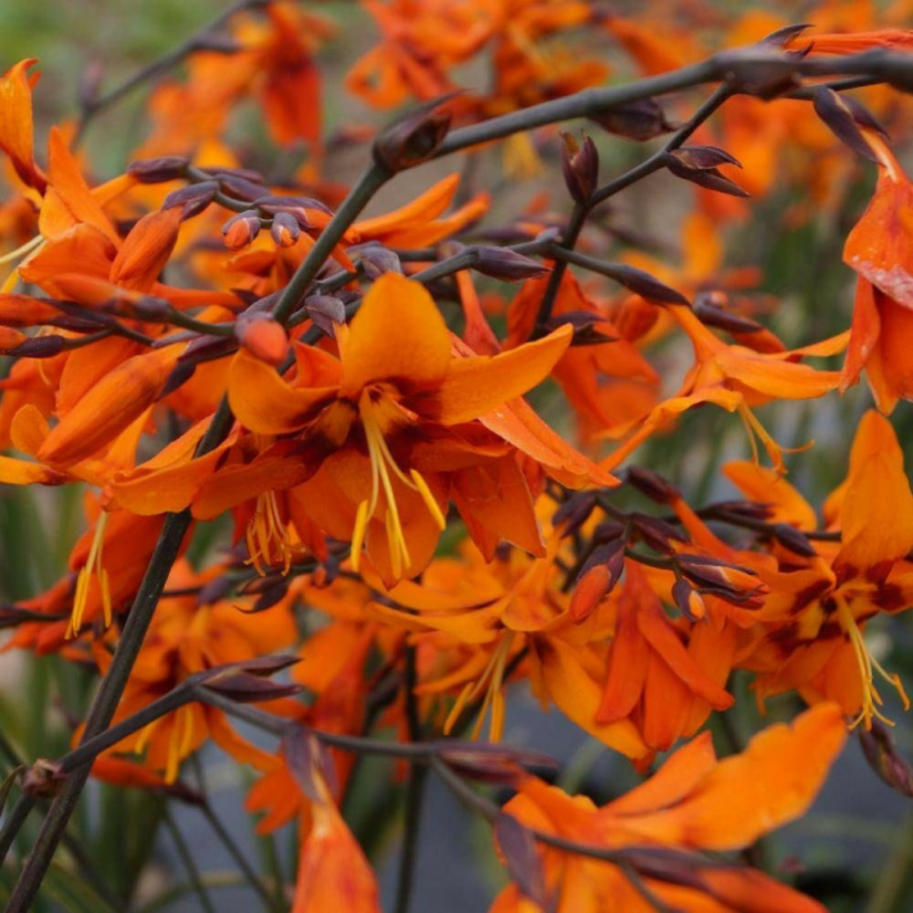 Crocosmia emily mckenzie godet - 5/20 cm
