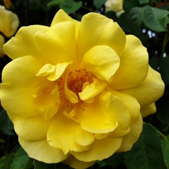 Rosier grimpant golden gate pétale jaune en pot 3l