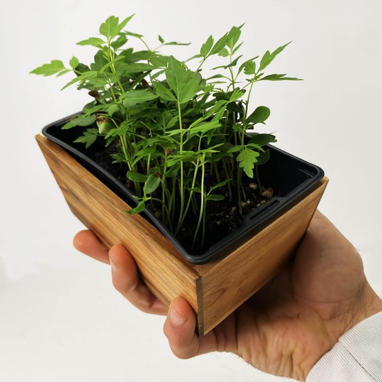 Graines de micro pousses d'acajou toona