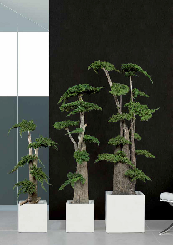 Arbre stabilisé procumbens naturel - arbre stabilisé - plante d'intérieur - 100 cm