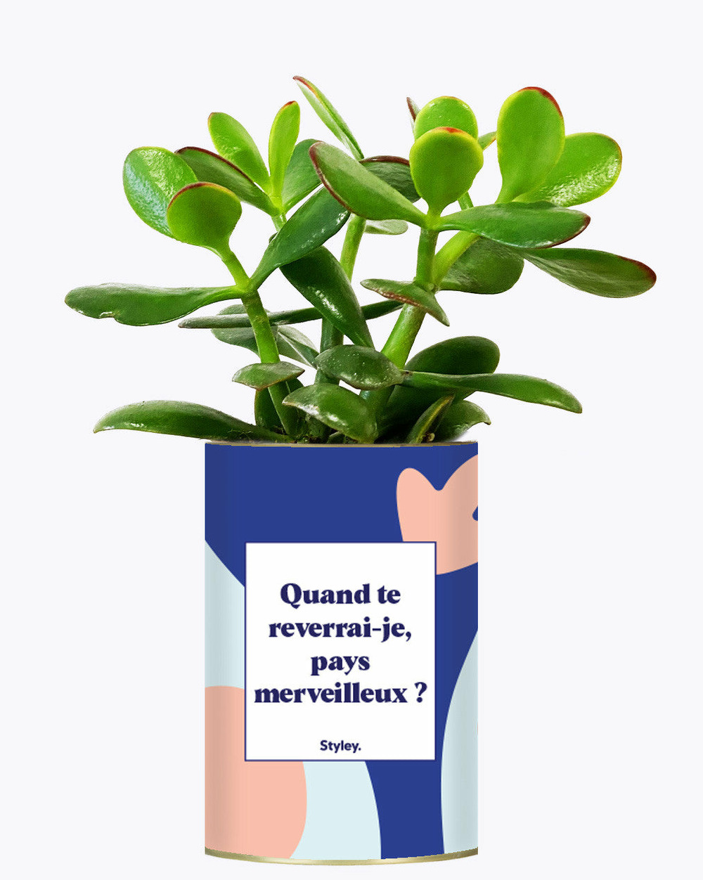 Plante facile à entretenir - quand te reverrais-je pays merveilleux ? - cactus