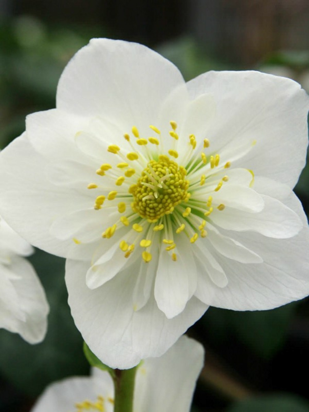 Rose de noël, hellébore godet de 8/9 cm