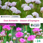 Duo armerias - gazon d'espagne - 2 variétés - lot de 24 godets