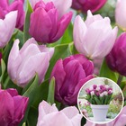 Tulipa prince mix - bulbes à fleurs x20 - tulipe - pourpre - tulipes de hollande