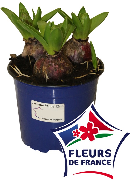 Jacinthe 3 bulbes bleue pot 12 cm