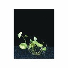 Plante aquatique : Hydrocotyle Verticillata en pot