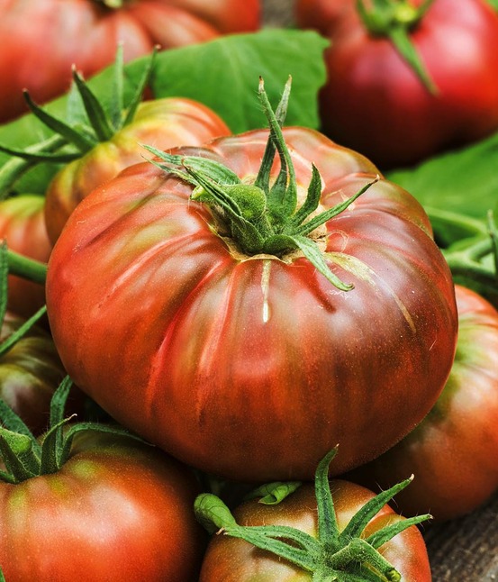 Tomate noir russe charbonneuse - 0.1 g