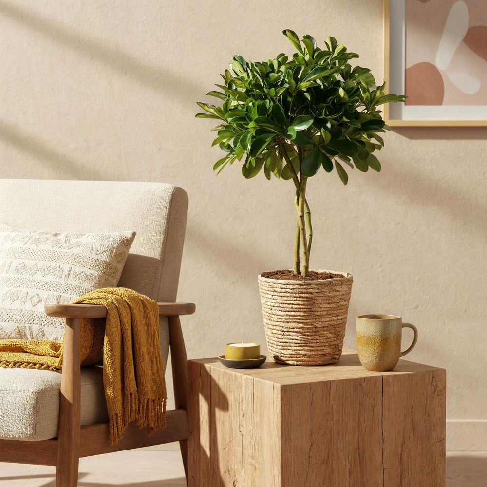 Schefflera gold capelle - pot de 21cm - hauteur 70-81cm