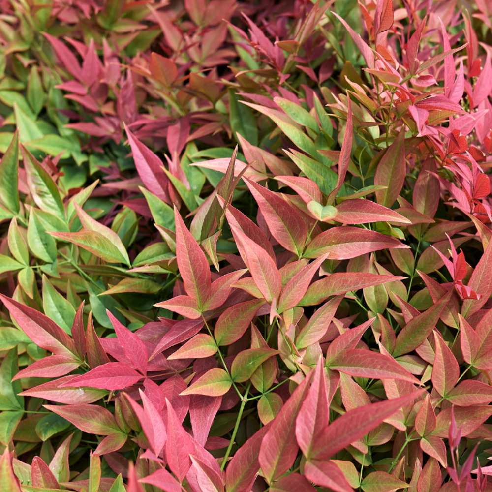 Nandina obsessed - nandina obsessed pot 3l