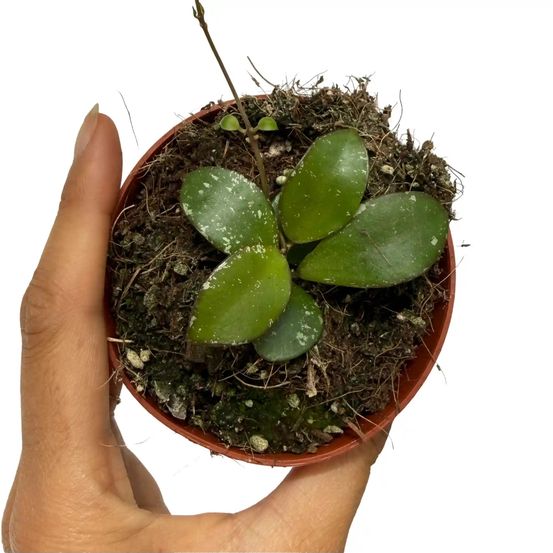 Hoya sp kalimantan 'mini coin' - pot de 8cm - plantes d'intérieur