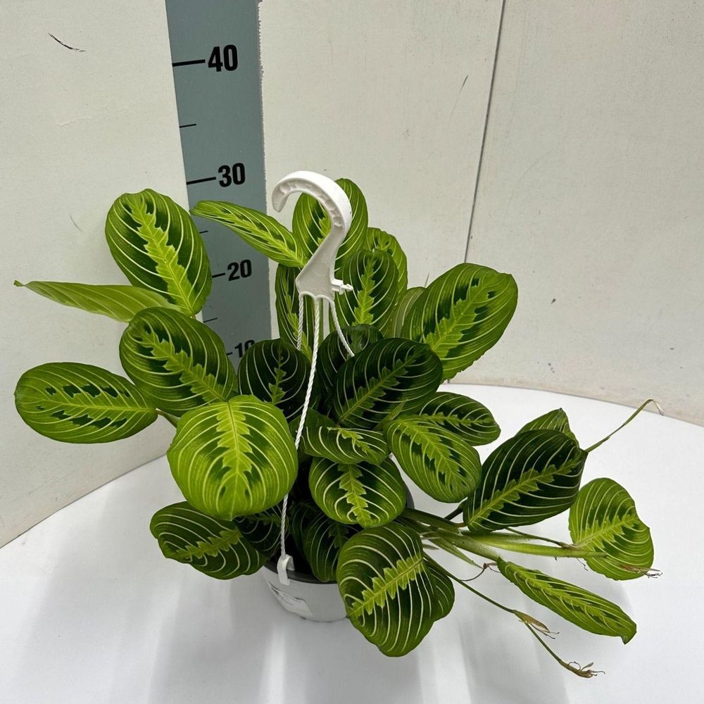 Maranta leuconeura 'fascinator' lemon lime hangpot - ø15cm - ↕40cm - plantes d'intérieur